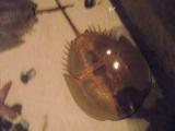 dscf2367.jpg
