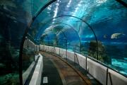 Aquarium-Barcelona-Haien-Fischen.jpg