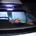 car-fish-tank_Золотые.jpg