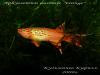 Aphyosemion australe "orange", самец