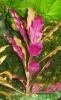 Alternanthera_splendida