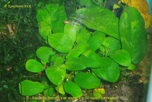 Anubias barteri var. nana