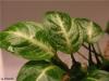 Anubias barteri var. nana Stardust
