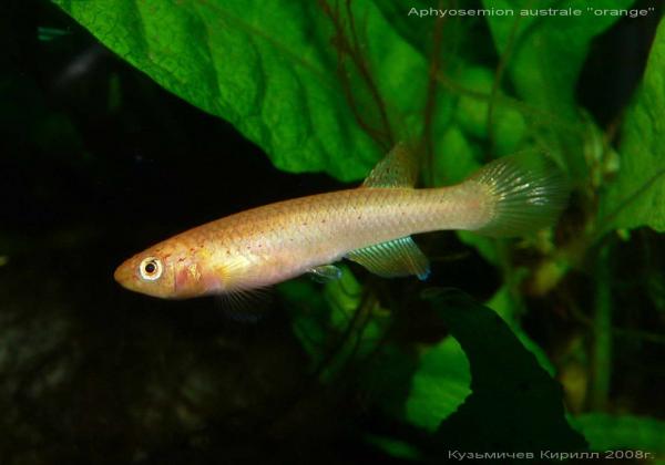 Aphyosemion australe "orange", самка