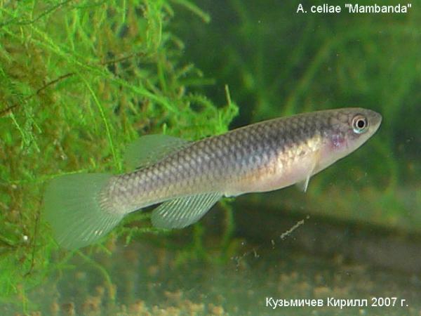 Aphyosemion celiae "Mambanda", самка