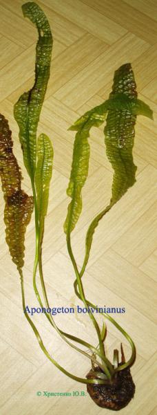 Aponogeton_boivinianus