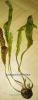 Aponogeton_boivinianus