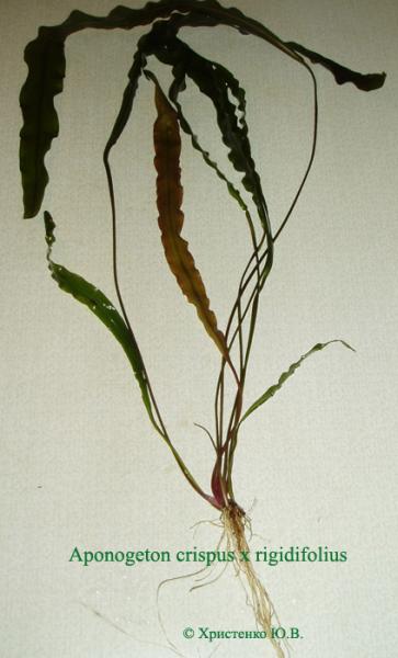 Aponogeton crispus x rigidifolius