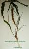 Aponogeton crispus x rigidifolius