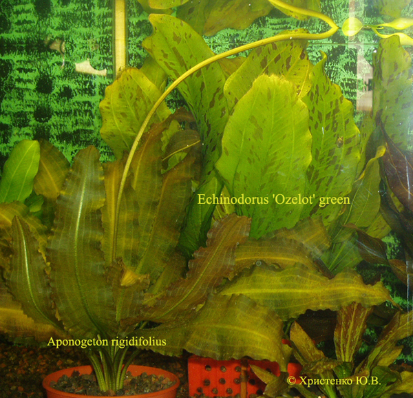 Aponogeton rigidifolius & Echinodorus Ozelot green