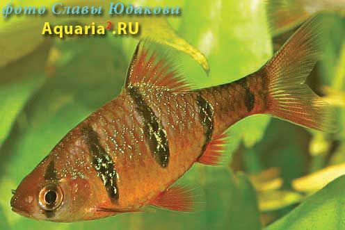 Puntius pentazona, пятиполосый барбус