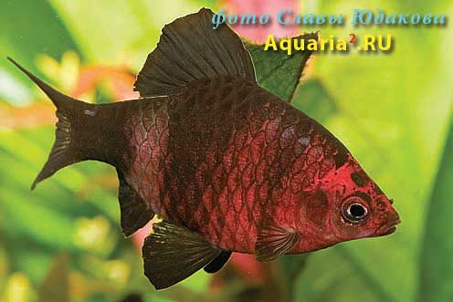 Puntius nigrofasciatus, черный барбус