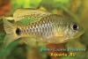 Puntius (Oreichthis) casuarius
