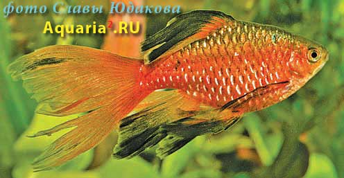 Puntius conchonius, огненный барбус