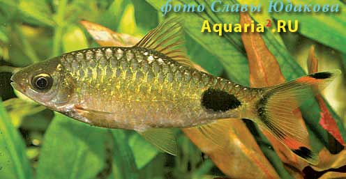 Puntius filamentosus, оливковый клоун