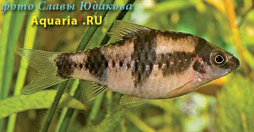 Puntius fasciatus, дынный барбус