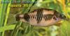 Puntius fasciatus, дынный барбус