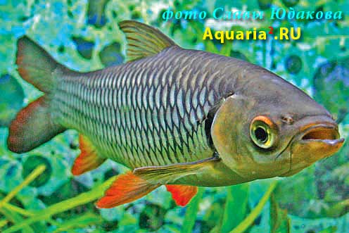 Leptobarbus melanotaenia, Торпедовидный лептобарбус