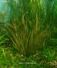 Blyxa novoguineensis