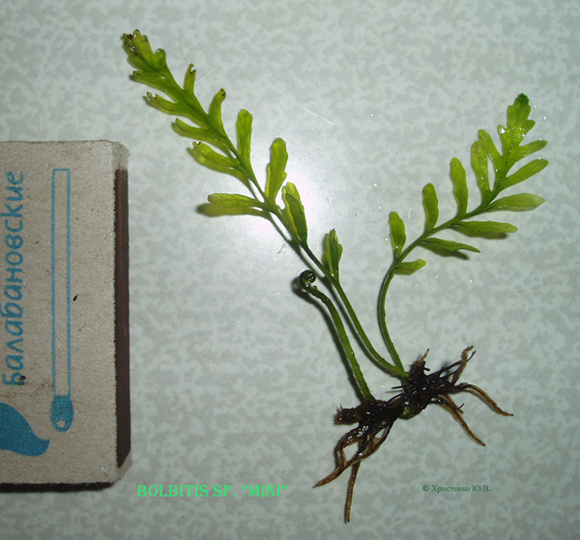 Bolbitis sp. Mini