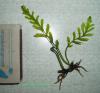 Bolbitis sp. Mini