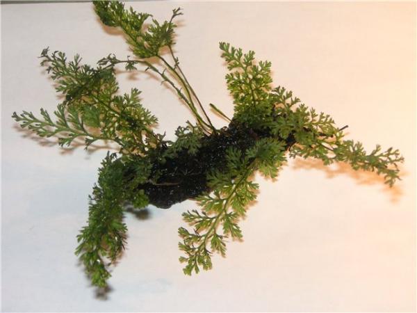 Bolbitis sp. mini