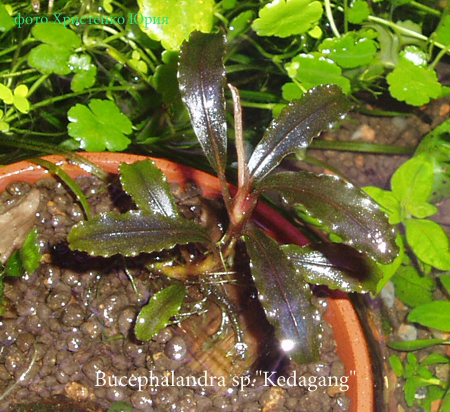 Bucephalandra sp."Kedagang".