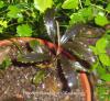 Bucephalandra sp."Kedagang".