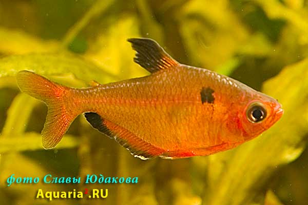 Минор (Hyphessobrycon eques)