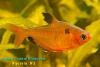 Минор (Hyphessobrycon eques)