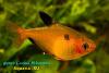 Минор (Hyphessobrycon eques)