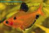Минор (Hyphessobrycon eques)