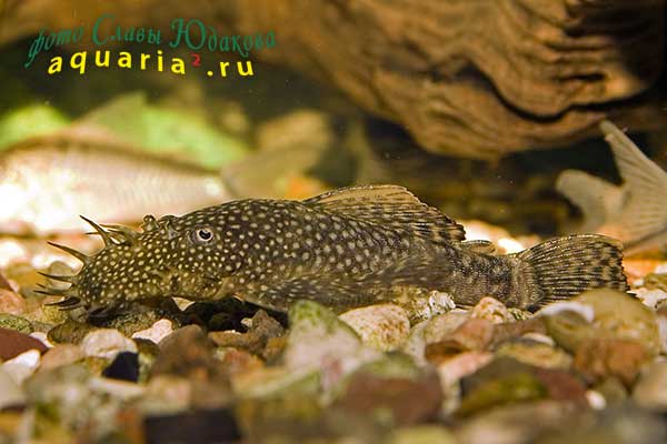 Ancistrus dolichopterus, обыкновенный анциструс, самец