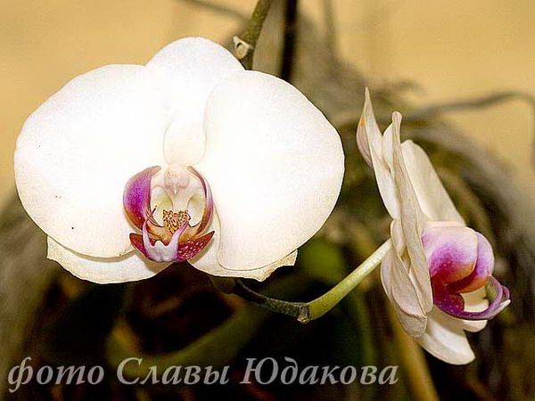 CRW_0852
