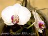 CRW_0852