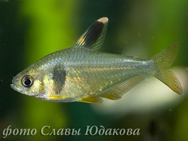 CRW_0855