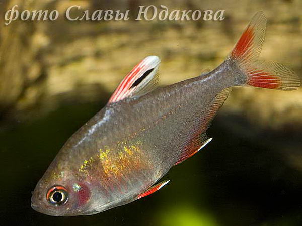 Hyphessobrycon sweglesi, красный фантом, самка 