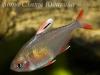 Hyphessobrycon sweglesi, красный фантом, самка 
