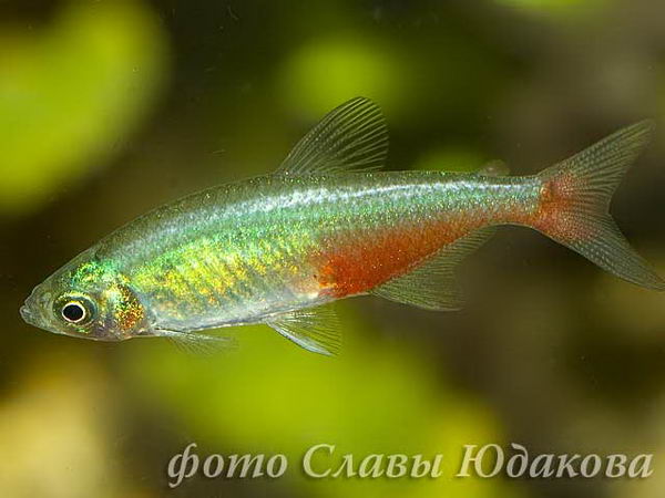 Aphyocharax anisitsi, афиохаракс
