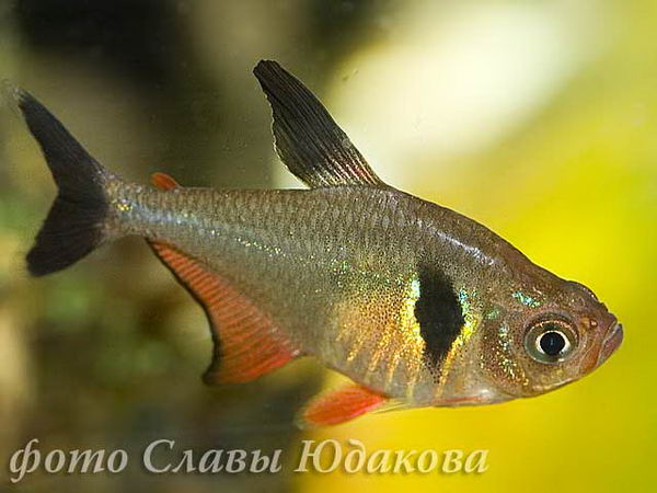 Hyphessobrycon megalopterus, черный фантом, самка