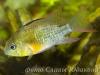 Боливийская бабочка (Mikrogeophagus altispinosus)