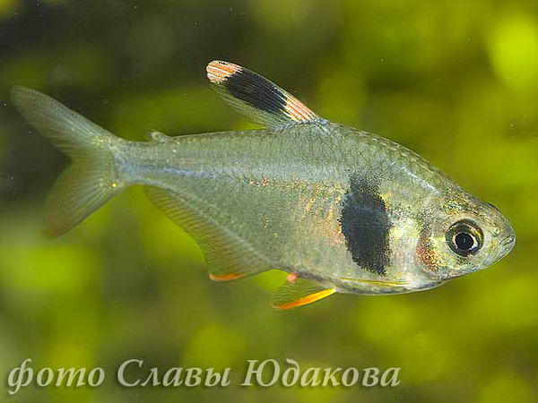 CRW_0877
