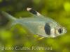 CRW_0877
