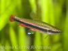 Нанностомус Бекфорда (Nannostomus beckfordi), самец