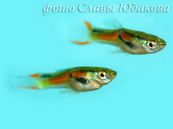 Гуппи Эндлера (Poecilia wingei), самцы