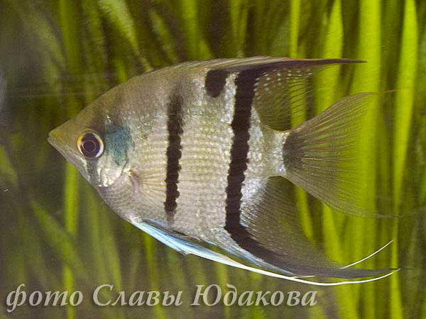 Pterophyllum leopoldi, скалярия Леопольда, самец
