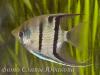 Pterophyllum leopoldi, скалярия Леопольда, самец