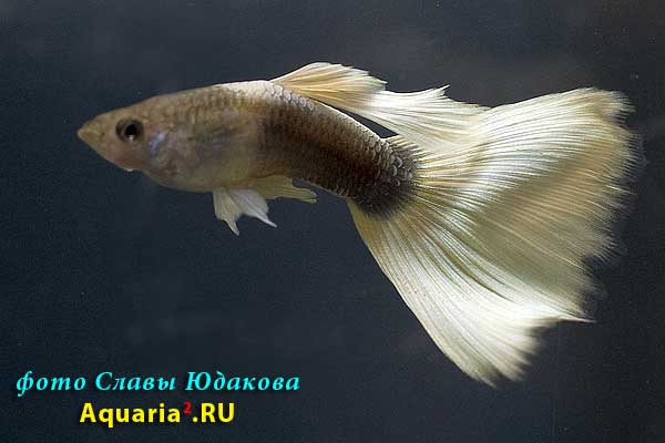 Гуппи (Poecilia reticulata), получерные белые, самец