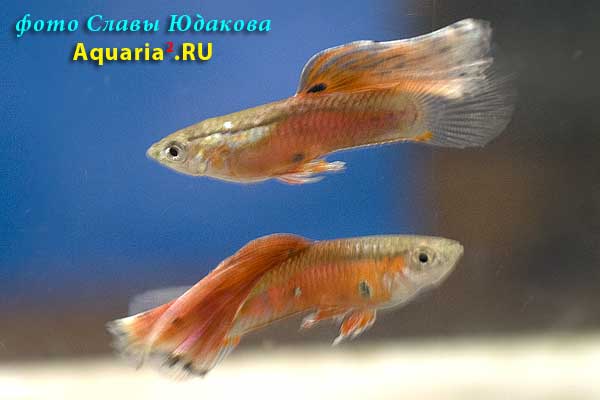 Гуппи (Poecilia reticulata), красные шарфовые, самец