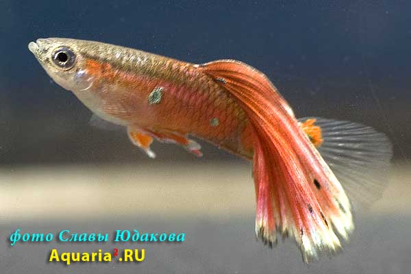 Гуппи (Poecilia reticulata), красные шарфовые, самец